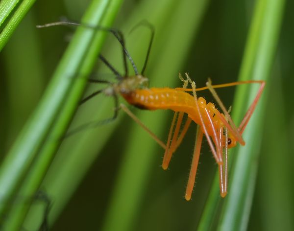 assassin bug,growing pains...