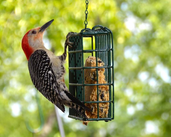 Red Belly Woodpecker...