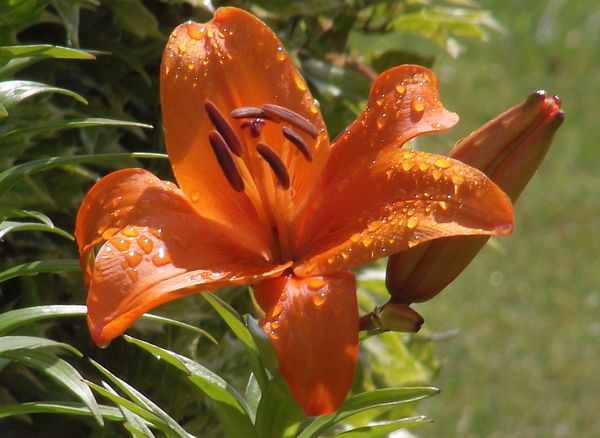Lily after rain...