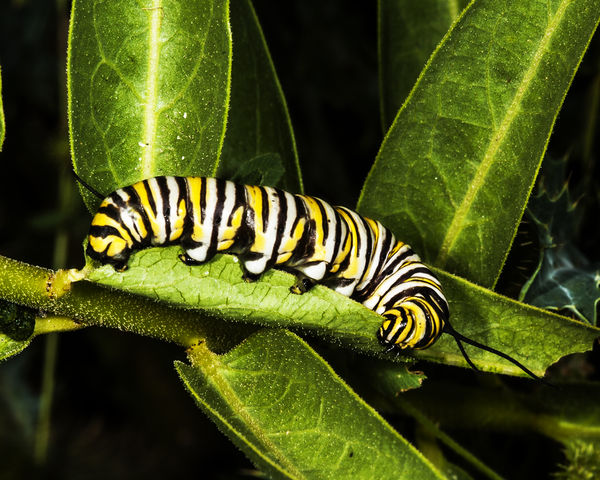 Monarch Butterfly caterpillar...