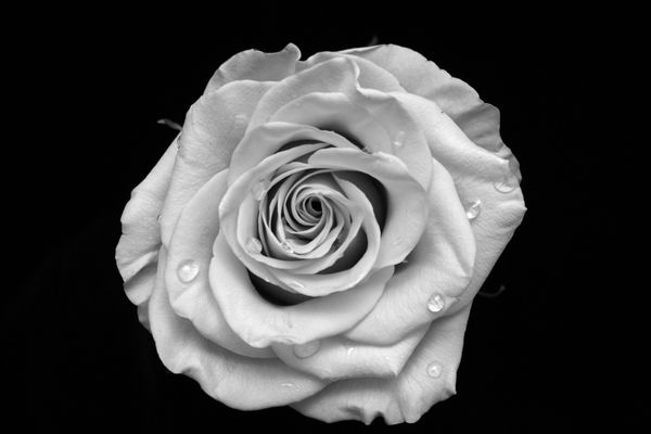 Black and White Rose - 2nd place...