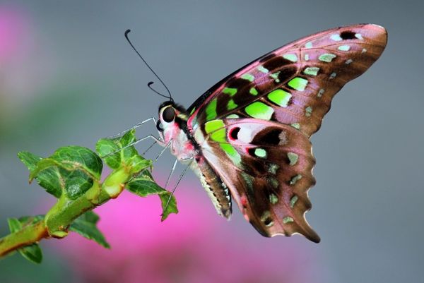 Butterfly pink and green - Open Category - no awar...