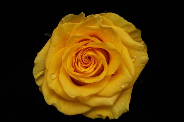Yellow Rose - Color Still Life - no award...