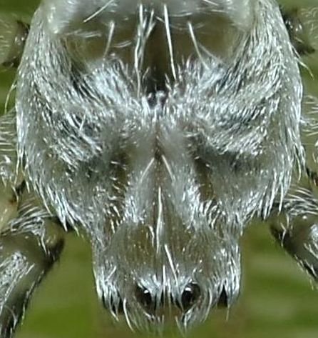 Silver Garden Spider...