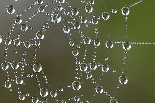 Dew on a spider web...