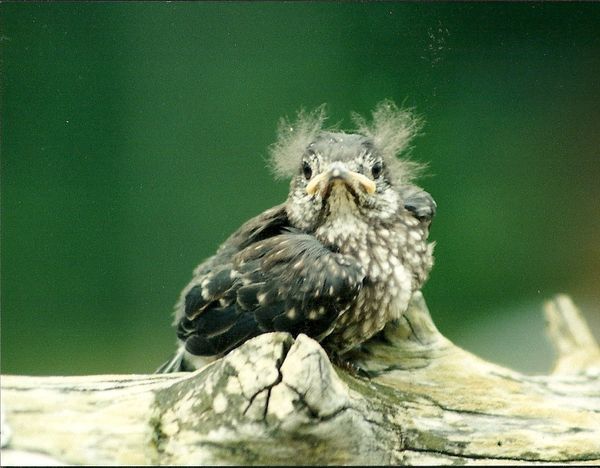 I call this my bad hair day. Looks like me in the ...