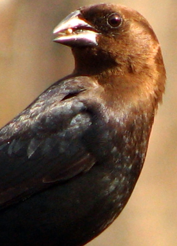 BROWN-HEADED COWBIRD-MALE...