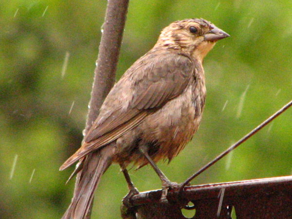 BROWN-HEADED COWBIRD-FEMALE (IN THE RAIN)...
