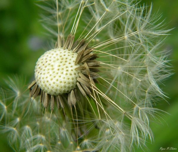 Dandelion Going To Seed...