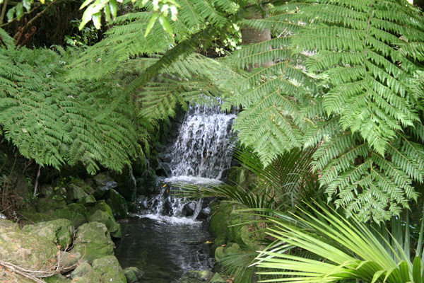 Wellington Botanic Gardens Waterfall...