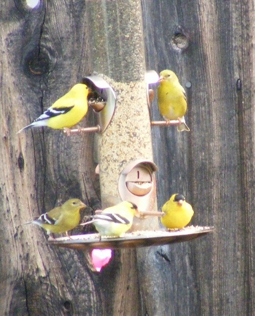 Yellow Finches   2011...