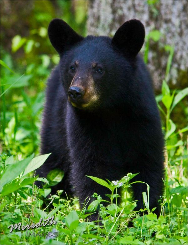 Bear Cub 4-27-12...