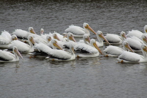 White Pelicans in the backyard...