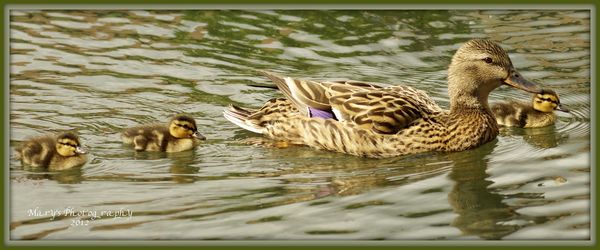 Three Little Ducklings with Mom...