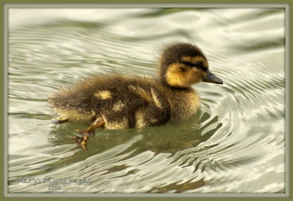One Little Duckling...