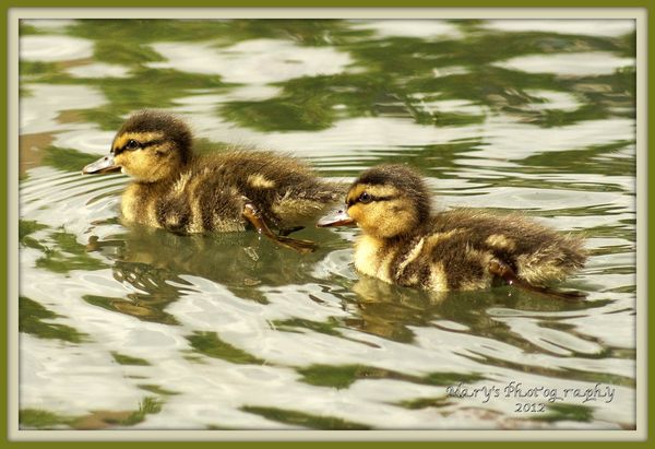 Two Little Ducklings...