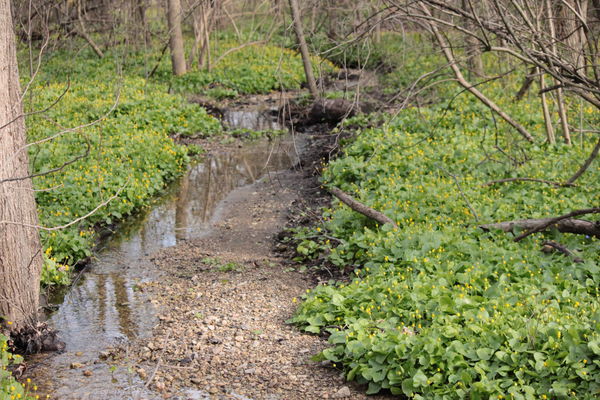 Small creek at Wehr Nature Center-WI...