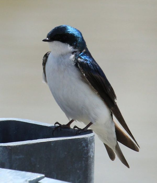 Tree swallow at the bird refuge...