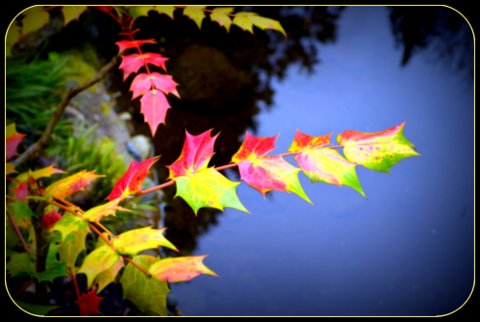 Colorful leaves...
