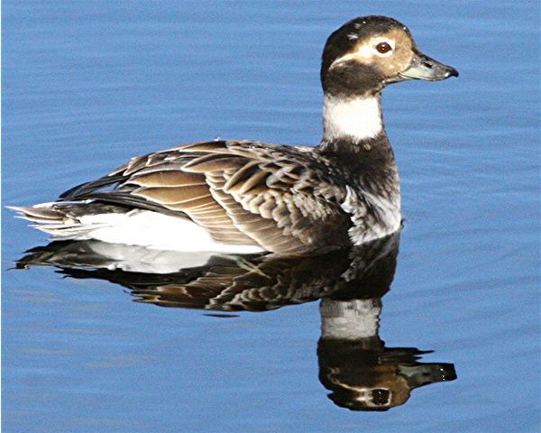 a Long-tailed duck...