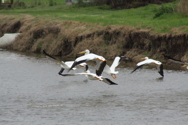 Pelicans in flight...