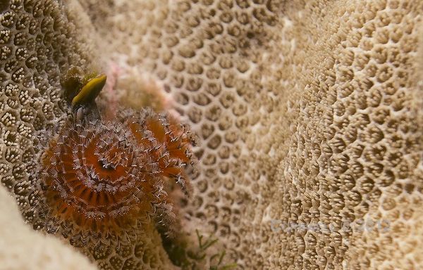 A vertical shot of the Christmas Tree worm...
