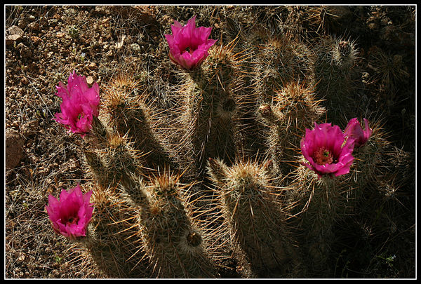 can't forget the Hedgehog Cactus...