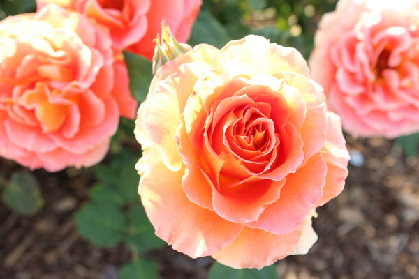 california rose...