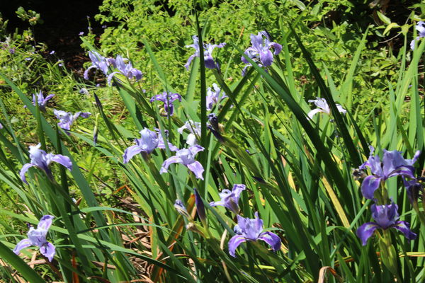 iris in santa ana botanical garden...