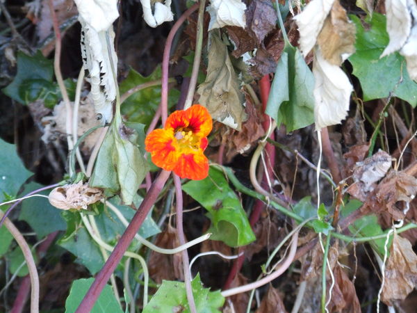 one lonely little flower among the weeds...