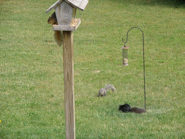 Fox, Gray and Black Squirrels...