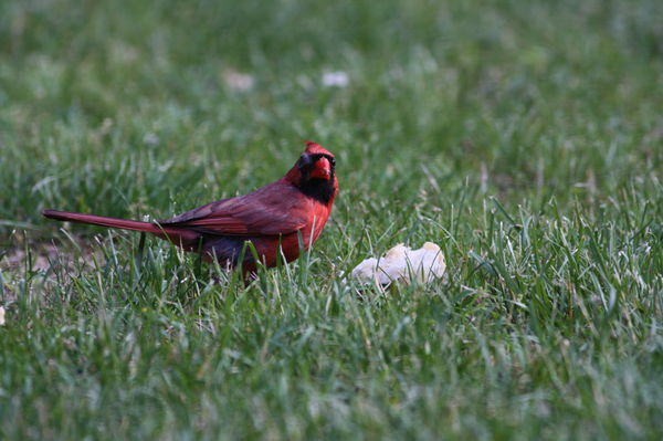 Male Cardinal...