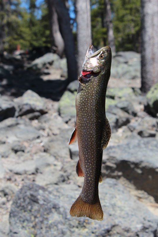 Brook Trout...