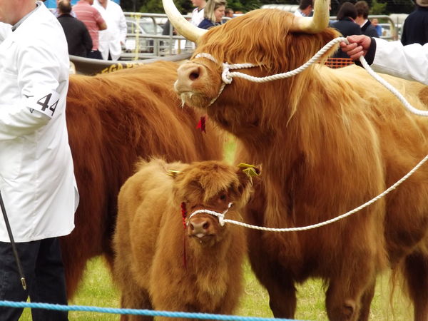Highland Cow and calf...