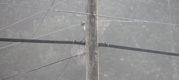Spider web on a telephone pole....