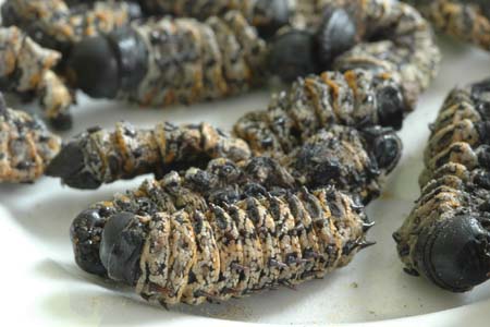 Dried Mopani Worms / Caterpillars...