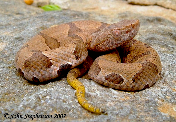 Copperhead Just outside Quincy Illinois...