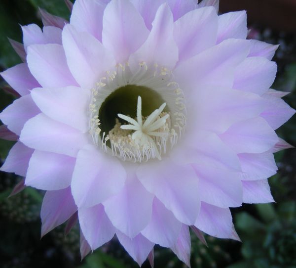 Cactus flower...