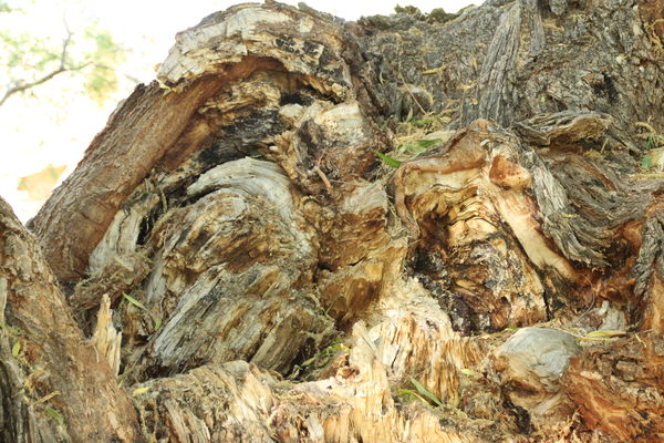 old tree trunk...