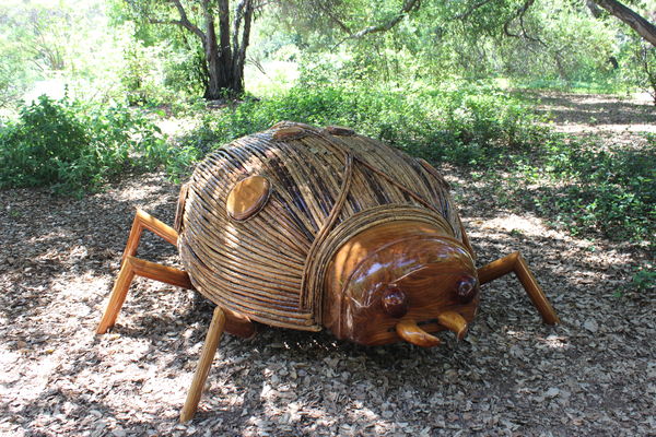 wood bug in Santa Ana Botanical Garden...
