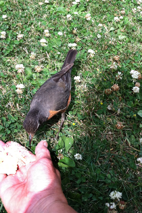 robin hand feeding...