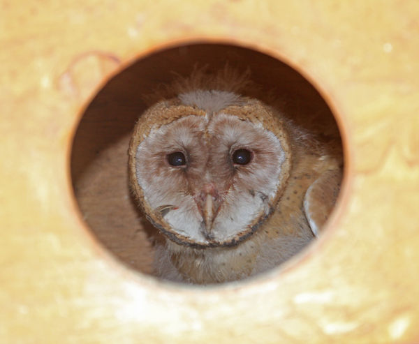 Hole in the box! Baby Barn Owl (4 in the box)...