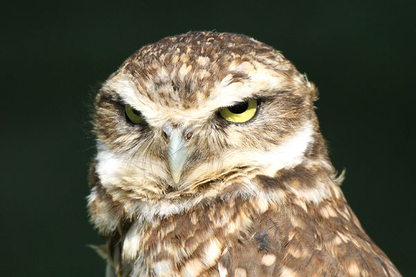 Stare down with a Burrowing Owl...