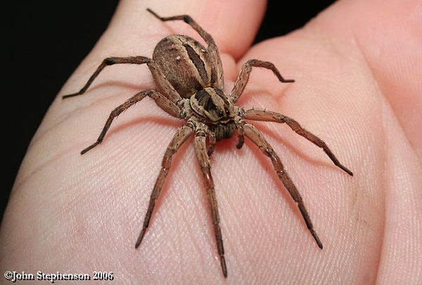 This is a Wolf Spider...