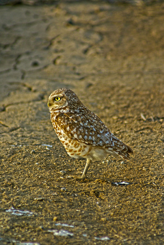 Burrowing Owl on the canal road...