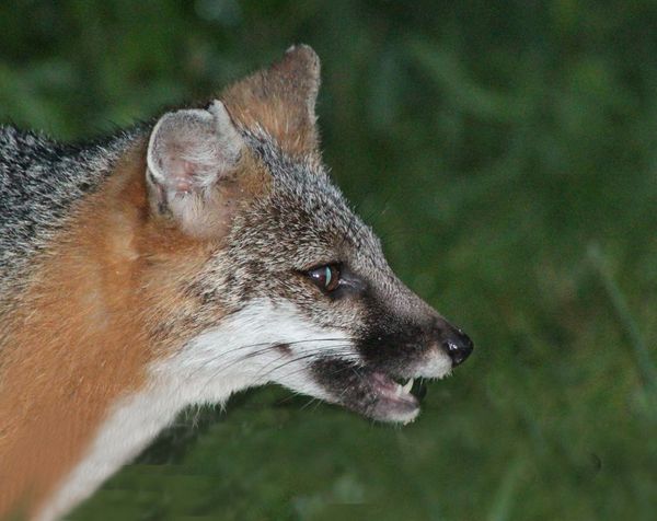 Freda, the Friendly Fox...