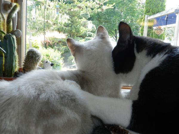 Two cats in love.......