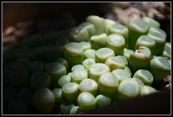this cactus is called baby toes...
