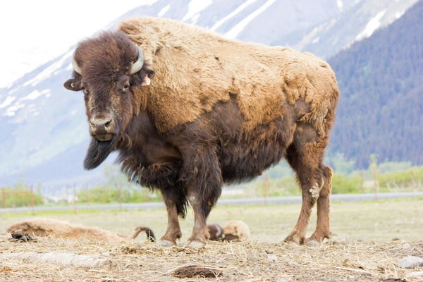 Bison or buffalo mama...
