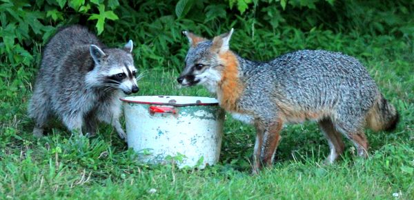RACCOON AND FOX AT SUPPER...